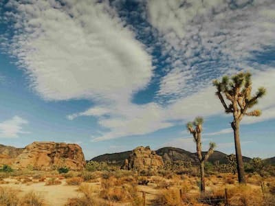Top 6 Things to Do in Joshua Tree