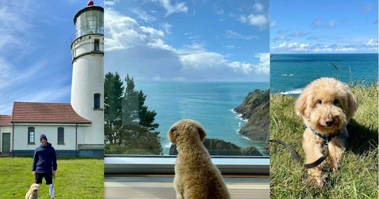 Wander Stories: Pet-Friendly Workcation in Port Orford