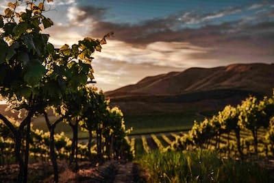 Top 3 Local Wineries in Big Sur, California